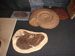 009 Cranbrook Institute of Science [2008 Jan 02]